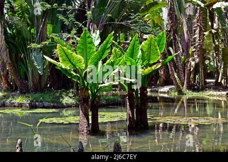 Water Banana Plant (Typhonodorum lindleyanum), Rio Stock Photo
