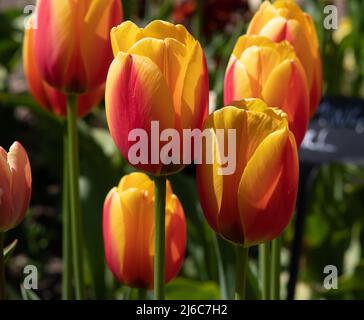 Tulipa 'World Peace' Tulip Darwin Hybrid Group April Stock Photo - Alamy