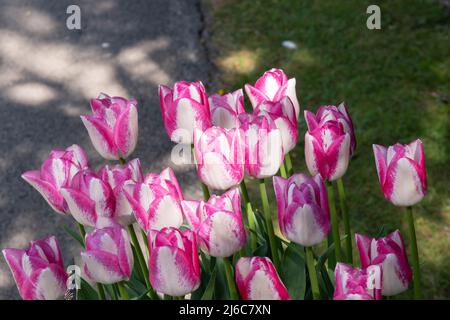 Tulipa 'Affaire' Stock Photo