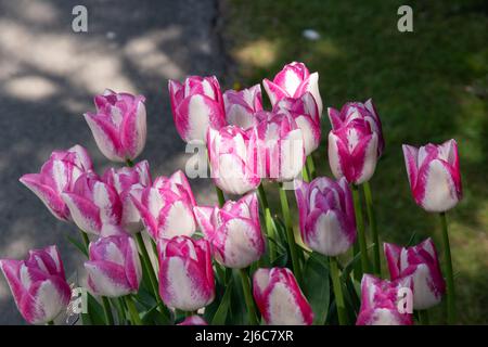 Tulipa 'Affaire' Stock Photo