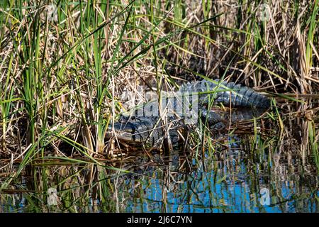Ochopee, Florida; American Alligator 'Alligator mississippiensis' in a swamp in the everglades. Stock Photo