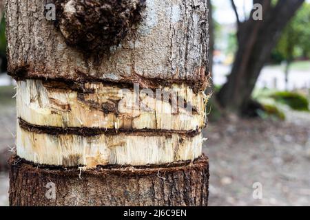 Girdling tree trunk bark will kill the tree with nutrients prevented from reaching the crown Stock Photo