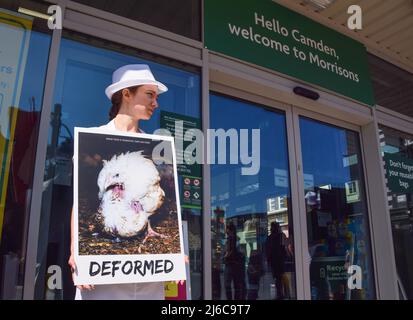 London, UK. 30th April 2022. Animal welfare activists staged a protest outside Morrisons in Camden, calling on the supermarket chain to stop selling ‘FrankenChickens’, chickens which are bred to grow 400% faster than naturally. This causes painful deformities and other suffering in the birds. The chickens are also kept in severely cramped and cruel conditions in their thousands inside factory farms. Credit: Vuk Valcic/Alamy Live News Stock Photo