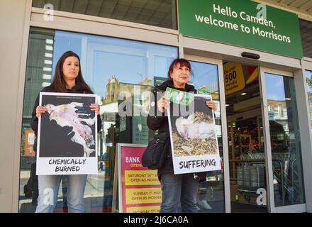 London, UK. 30th April 2022. Animal welfare activists staged a protest outside Morrisons in Camden, calling on the supermarket chain to stop selling ‘FrankenChickens’, chickens which are bred to grow 400% faster than naturally. This causes painful deformities and other suffering in the birds. The chickens are also kept in severely cramped and cruel conditions in their thousands inside factory farms. Credit: Vuk Valcic/Alamy Live News Stock Photo