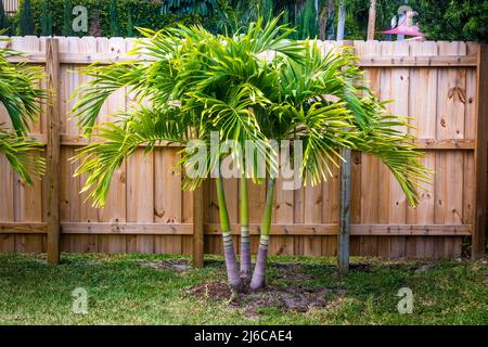 spindle palm tree plant in the garden in Florida USA Hyophorbe verschaffeltii Stock Photo