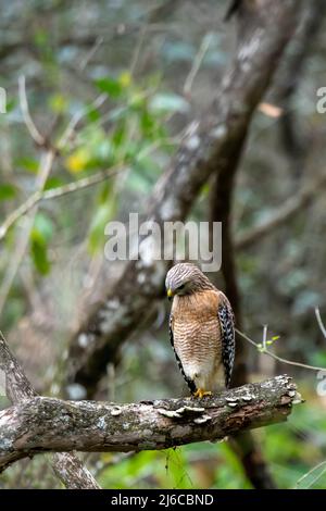 Naples, Florida; Corkscrew Swamp Sanctuary.  Adult, Red-shouldered Hawk, (Buteo lineatus) standing on one leg looking for prey on the ground in the Eve Stock Photo