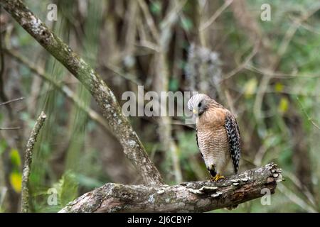 Naples, Florida; Corkscrew Swamp Sanctuary.  Adult, Red-shouldered Hawk, (Buteo lineatus) standing on one leg looking for prey on the ground in the Eve Stock Photo