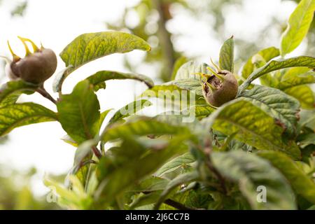Medlar fruit (Latin: Mespilus germanica) on a branch of medlar tree. Tree with brown medlars and green leaves in autumn.  Close up photo. Stock Photo