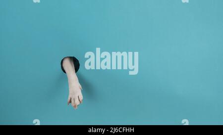 Dog paw sticks out of a hole in a paper blue background Stock Photo - Alamy