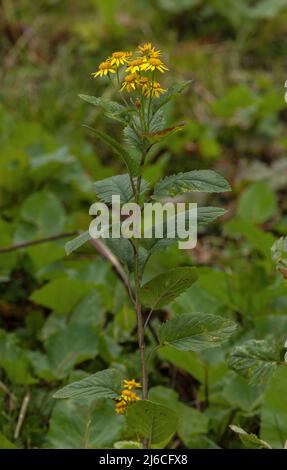 Alpine Ragwort, Jacobaea alpina, in flower, German Alps Stock Photo - Alamy