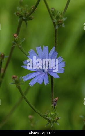 Common chicory, Cichorium intybus in flower in late summer, on roadside. Stock Photo