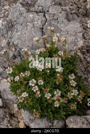Clusius' Cinquefoil, Potentilla clusiana, in flower on high limestone cliff, Austrian Alps. Stock Photo