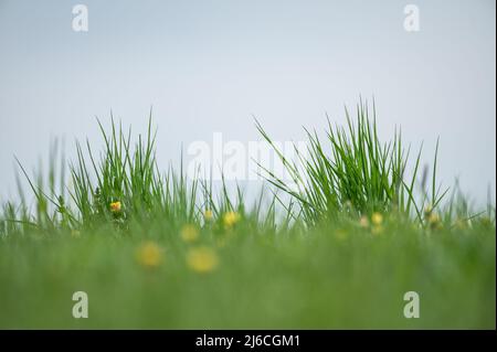 30 April 2022, Baden-Wuerttemberg, Rottweil: A meadow near Rottweil. Photo: Silas Stein/ Stock Photo