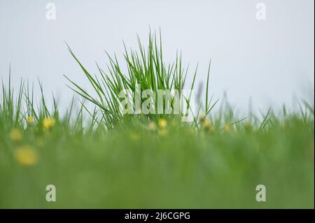 30 April 2022, Baden-Wuerttemberg, Rottweil: A meadow near Rottweil. Photo: Silas Stein/ Stock Photo