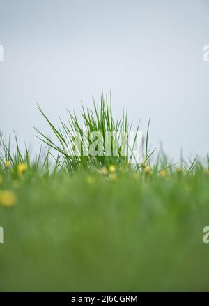 30 April 2022, Baden-Wuerttemberg, Rottweil: A meadow near Rottweil. Photo: Silas Stein/ Stock Photo