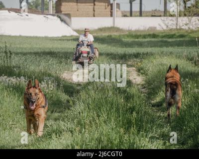 senior italian farmer transporting seeds in his small tractor in the fields with his dogs Stock Photo
