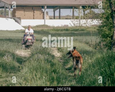 senior italian farmer transporting seeds in his small tractor in the fields with his dogs Stock Photo