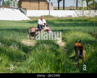 senior italian farmer transporting seeds in his small tractor in the fields with his dogs Stock Photo