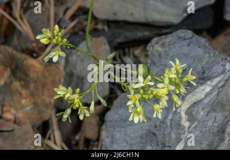 Buckler-mustard, Biscutella laevigata in flower and seed in the Pyrenees. Stock Photo