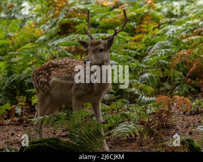 Buck Fallow deer, Dama dama, in woodland in early autumn. Stock Photo