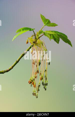 Leaves and male flowers of boxelder maple (Acer negundo) in early spring in central Virginia. Stock Photo