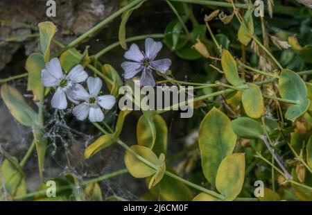 A campion or Petrocoptis, Silene glaucifolia, on limestone in the western Pyrenees. Stock Photo