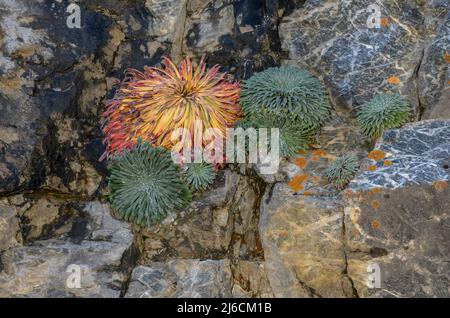 Pyrenean saxifrage, Saxifraga longifolia non-flowering rosettes on limestone cliff, Pyrenees. Stock Photo