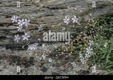 Alpine gypsophila, Gypsophila repens in flower in late summer, Pyrenees. Stock Photo