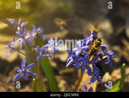 bee sitting on a snowdrop Stock Photo