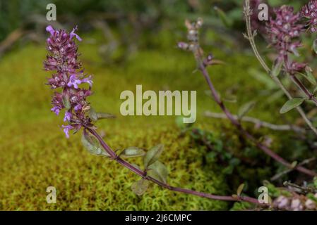 Large Thyme, Thymus pulegioides, in flower on mossy rocks. Stock Photo