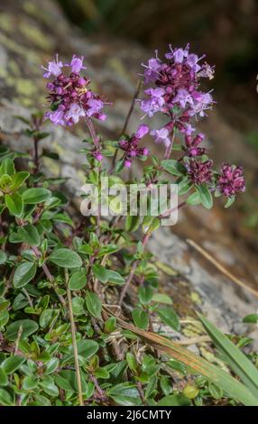 Large Thyme, Thymus pulegioides, in flower on mossy rocks. Stock Photo