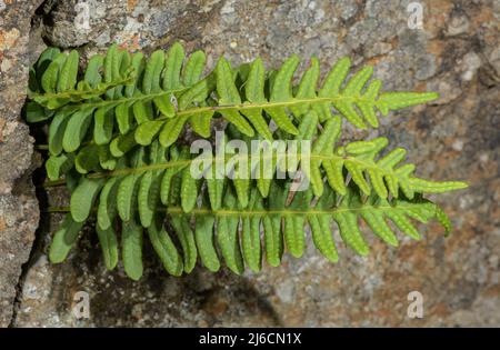 Common polypody, Polypodium vulgare fern fronds in late summer, on granite rock. Stock Photo