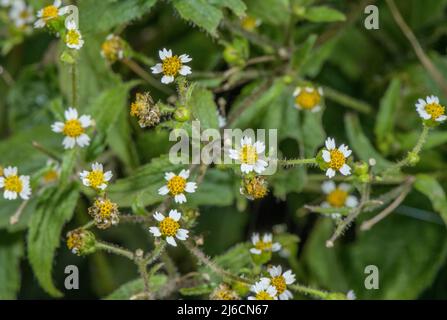 Shaggy-soldier, Galinsoga quadriradiata naturalised in Europe, from Mexico. Stock Photo