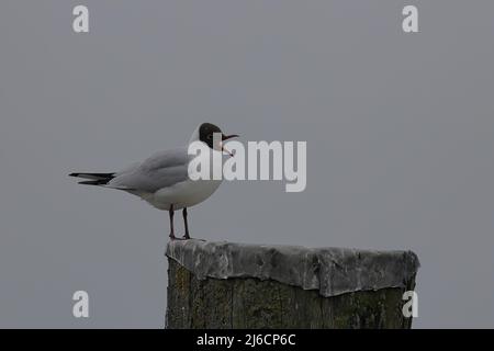 close up of a screaming black headed gull perching on a pole Stock Photo