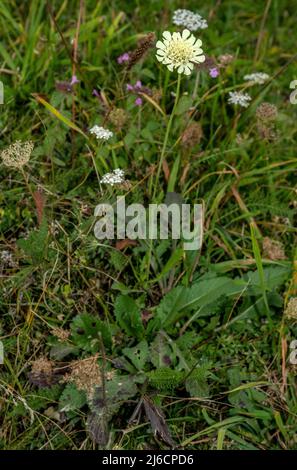 Cream scabious, Scabiosa ochroleuca, in flower in mountain pasture, Carpathians. Stock Photo