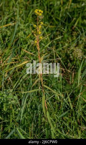 Leafy spurge, Euphorbia esula,in flower in grassland, Carpathians. Stock Photo