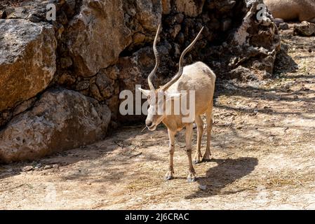 The white antelope, Addax nasomaculatus, also known as the screwhorn antelope in Yotvata Hai Bar Nature Reserve, Israel. Jerusalim Stock Photo