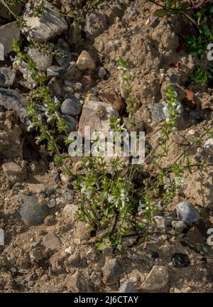 Annual Yellow Woundwort, Stachys annua, in flower in late summer, disturbed ground. Stock Photo