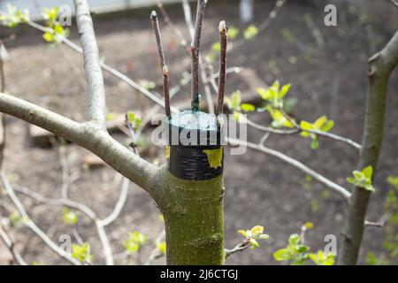 Grafting on a tree branch, close up Stock Photo