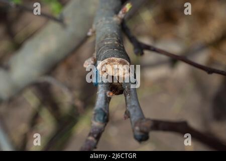 Grafting on a young tree branch with cracks , close up Stock Photo