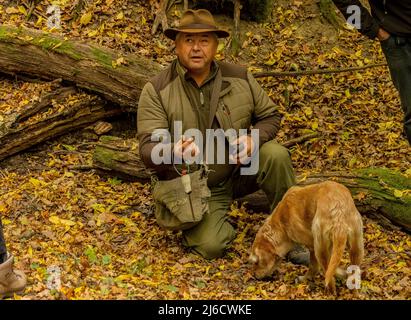 Romanian truffle-hunter and his dogs in old woodland in autumn, near Archita, Saxon Transylvania. Romania. Stock Photo