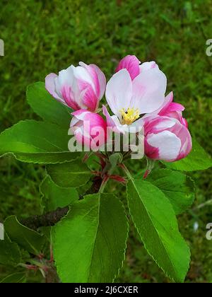 Apple blossom on a dwarf apple tree of the variety James Grieve, which is an early and tasty eating or cooking apple Stock Photo