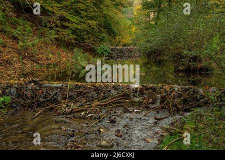 Beaver, Castor fiber, dam on quiet upland river in the southern Carpathians. Romania. Stock Photo