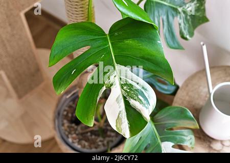 Leaf of tropical 'Monstera Deliciosa Variegata' houseplant with white spots  Stock Photo - Alamy