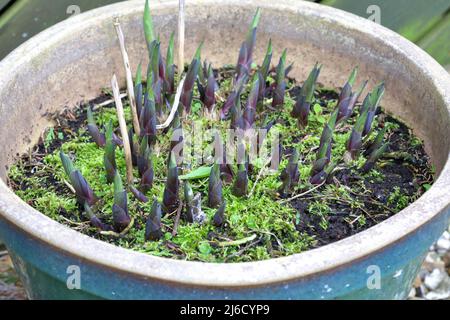 Hosta (Plantain lily) spikes going in a large round container Stock Photo