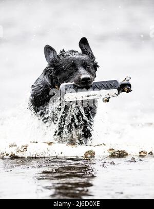 A Black Labrador Retriever on a spring day training in the water with a bumper Stock Photo