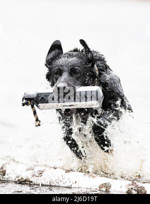 A Black Labrador Retriever on a spring day training in the water with a bumper Stock Photo