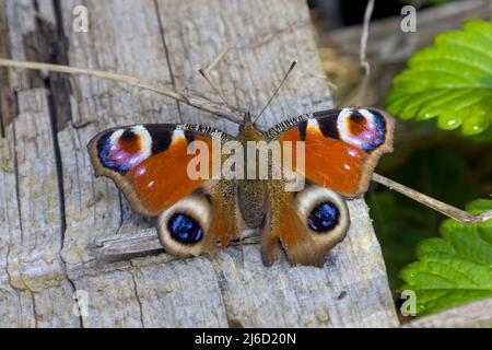 Red butterfly on the ground Stock Photo