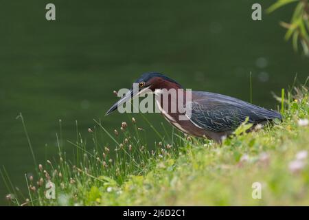 Green Heron scanning the water of a pond for food as it walks along the grassy shore. Stock Photo