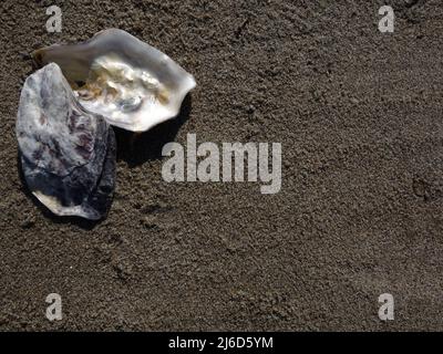 Pacific oysters on the sandy beach, nice background for screensaver, scrapbook, montages, signs, cards. Create your own ideas. Stock Photo